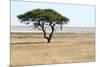 Lonely Tree Landscape-Grobler du Preez-Mounted Photographic Print