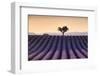 Lonely tree on top of a lavender field at sunset, Valensole, Provence, France, Europe-Francesco Fanti-Framed Photographic Print