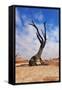 Lonely Tree Skeleton, Deadvlei, Namibia-Grobler du Preez-Framed Stretched Canvas