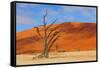 Lonely Tree Skeleton, Deadvlei, Namibia-Grobler du Preez-Framed Stretched Canvas