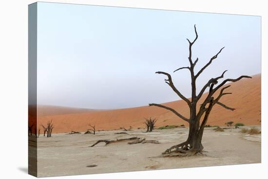 Lonely Tree Skeleton, Deadvlei, Namibia-Grobler du Preez-Stretched Canvas