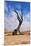 Lonely Tree Skeleton, Deadvlei, Namibia-Grobler du Preez-Mounted Photographic Print