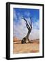 Lonely Tree Skeleton, Deadvlei, Namibia-Grobler du Preez-Framed Photographic Print