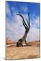 Lonely Tree Skeleton, Deadvlei, Namibia-Grobler du Preez-Mounted Photographic Print