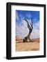 Lonely Tree Skeleton, Deadvlei, Namibia-Grobler du Preez-Framed Photographic Print