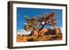 Lonely Tree Still a Life in Monument Valley, Utah-lucky-photographer-Framed Photographic Print