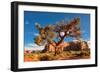 Lonely Tree Still a Life in Monument Valley, Utah-lucky-photographer-Framed Photographic Print