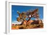 Lonely Tree Still a Life in Monument Valley, Utah-lucky-photographer-Framed Photographic Print