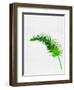 Lonely Tropical Leaf-Jasmine Woods-Framed Art Print