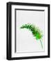 Lonely Tropical Leaf-Jasmine Woods-Framed Art Print