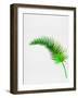 Lonely Tropical Leaf-Jasmine Woods-Framed Art Print