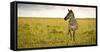 Lonely Zebra Standing in the Veldt of the Maasai Mara, Kenya-Axel Brunst-Framed Stretched Canvas