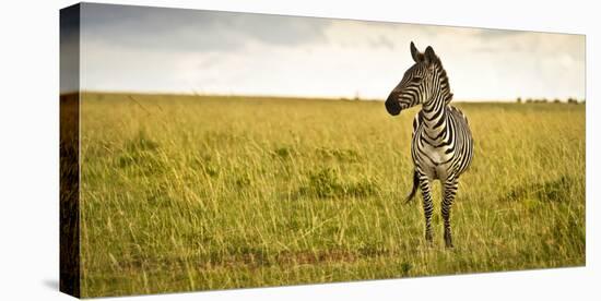 Lonely Zebra Standing in the Veldt of the Maasai Mara, Kenya-Axel Brunst-Stretched Canvas