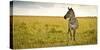 Lonely Zebra Standing in the Veldt of the Maasai Mara, Kenya-Axel Brunst-Stretched Canvas