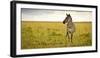 Lonely Zebra Standing in the Veldt of the Maasai Mara, Kenya-Axel Brunst-Framed Photographic Print