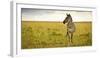 Lonely Zebra Standing in the Veldt of the Maasai Mara, Kenya-Axel Brunst-Framed Photographic Print