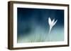 Lonely-Doris Reindl-Framed Photographic Print