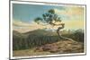 Lonesome Pine, Longs Peak, Colorado-null-Mounted Art Print