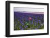 Lonesome Pink Tulip in Field of Purple Hyacinths-Colette2-Framed Photographic Print