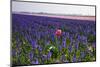 Lonesome Pink Tulip in Field of Purple Hyacinths-Colette2-Mounted Photographic Print