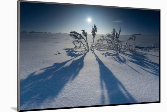 Lonesome Plain in Iced Up Winter Scenery, Triebtal, Vogtland, Saxony, Germany-Falk Hermann-Mounted Photographic Print