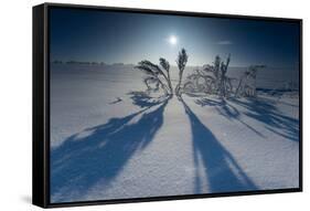 Lonesome Plain in Iced Up Winter Scenery, Triebtal, Vogtland, Saxony, Germany-Falk Hermann-Framed Stretched Canvas