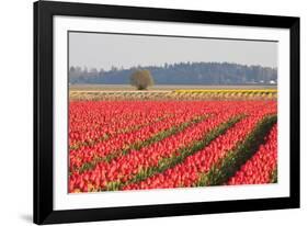 Lonesome Tree-Dana Styber-Framed Photographic Print