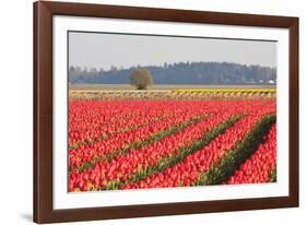 Lonesome Tree-Dana Styber-Framed Photographic Print