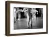 Long and Lean Ballet Dancers Legs-Anna Jurkovska-Framed Photographic Print