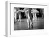 Long and Lean Ballet Dancers Legs-Anna Jurkovska-Framed Photographic Print