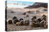 Long Beach Island, New Jersey - Group of Hermit Crabs-Lantern Press-Stretched Canvas