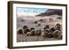 Long Beach Island, New Jersey - Group of Hermit Crabs-Lantern Press-Framed Art Print