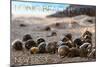 Long Beach Island, New Jersey - Group of Hermit Crabs-Lantern Press-Mounted Art Print