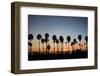 Long Beach Palm Trees-John Gusky-Framed Photographic Print