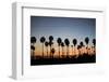 Long Beach Palm Trees-John Gusky-Framed Photographic Print