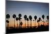 Long Beach Palm Trees-John Gusky-Mounted Photographic Print