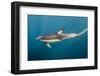 Long-Beaked Common Dolphin at Sardine Run, Eastern Cape, South Africa-Pete Oxford-Framed Photographic Print