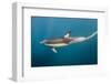 Long-Beaked Common Dolphin at Sardine Run, Eastern Cape, South Africa-Pete Oxford-Framed Photographic Print