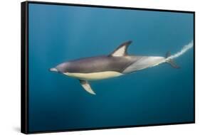 Long-Beaked Common Dolphin at Sardine Run, Eastern Cape, South Africa-Pete Oxford-Framed Stretched Canvas