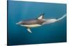 Long-Beaked Common Dolphin at Sardine Run, Eastern Cape, South Africa-Pete Oxford-Stretched Canvas