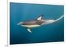 Long-Beaked Common Dolphin at Sardine Run, Eastern Cape, South Africa-Pete Oxford-Framed Photographic Print