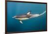 Long-Beaked Common Dolphin at Sardine Run, Eastern Cape, South Africa-Pete Oxford-Framed Photographic Print