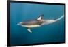 Long-Beaked Common Dolphin at Sardine Run, Eastern Cape, South Africa-Pete Oxford-Framed Photographic Print