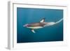 Long-Beaked Common Dolphin at Sardine Run, Eastern Cape, South Africa-Pete Oxford-Framed Photographic Print