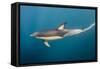 Long-Beaked Common Dolphin at Sardine Run, Eastern Cape, South Africa-Pete Oxford-Framed Stretched Canvas