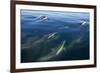 Long-beaked common dolphin, Bahia de los Angeles Biosphere Reserve, Gulf of California, Mexico-Claudio Contreras-Framed Photographic Print