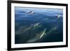 Long-beaked common dolphin, Bahia de los Angeles Biosphere Reserve, Gulf of California, Mexico-Claudio Contreras-Framed Photographic Print