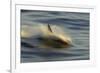 Long-beaked Common Dolphin (Delphinus capenisis) adult, porpoising, blurred movement, Sea of Cortez-Malcolm Schuyl-Framed Photographic Print