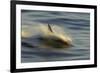 Long-beaked Common Dolphin (Delphinus capenisis) adult, porpoising, blurred movement, Sea of Cortez-Malcolm Schuyl-Framed Photographic Print