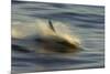 Long-beaked Common Dolphin (Delphinus capenisis) adult, porpoising, blurred movement, Sea of Cortez-Malcolm Schuyl-Mounted Photographic Print